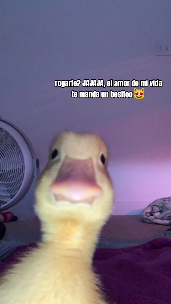 Agregar 2 clips