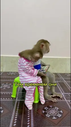 Добавьте клипы: 2