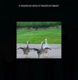 Agregar 8 clips