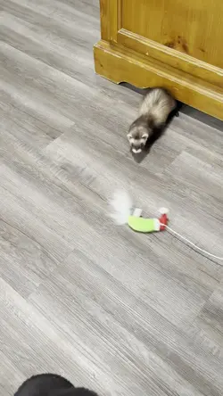 Add 1 clip