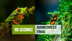 Youtube Thumbnail Learning