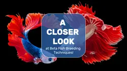 Youtube Thumbnail Learning