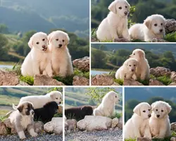 Non-Marketing Photo Collage White Animal