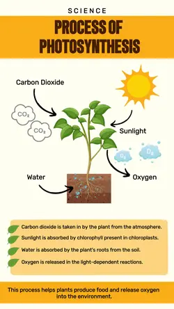 Non-marketing Infographics Photosynthesis Yellow