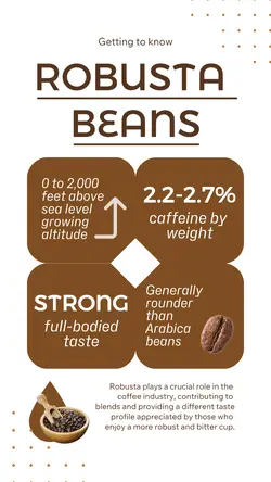 Education - Infographics - Coffee Bean - Arabica 