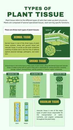 Non-marketing Campus Infographics Plant Tissue