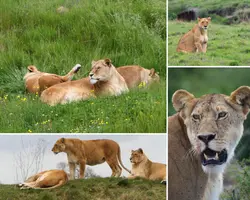 Non-Marketing Photo Collage Green Animal