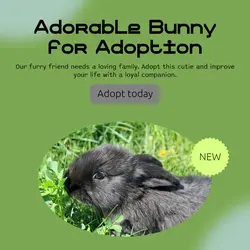 Pet industry General