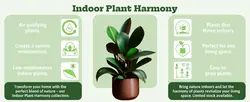 E-commerce Detail Page Indoor Plant Harmony