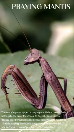 Insect and Nature around human