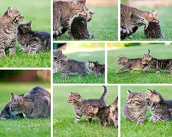 Non-Marketing Photo Collage Black Animal