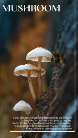 Animal & Nature around human