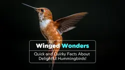 Youtube Thumbnail Learning