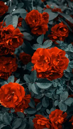 Wallpaper creative poster rose flower