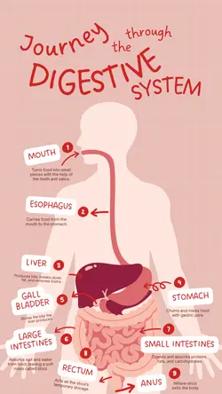 Non-marketing Infographics Digestive System
