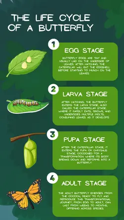 Non-marketing Infographics Life Cycle of A Butterfly