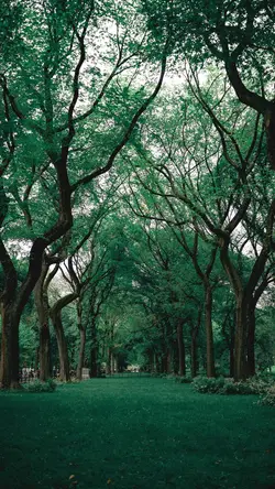 Wallpaper creative poster trees