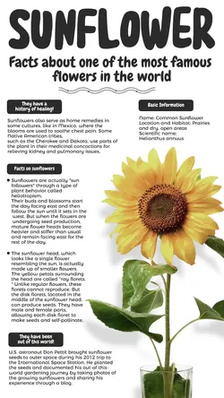 Non-marketing Sunflower Biology Black Minimalist