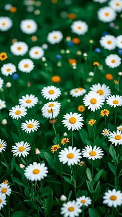 Wallpaper creative poster flower