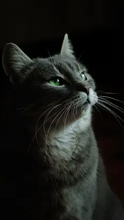 배경화면 크리에이티브 포스터 귀여운 고양이