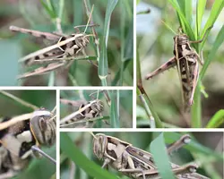 Non-Marketing Photo Collage Green Animal