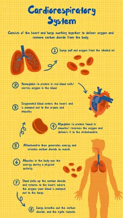 Non-marketing Infographics Cardiorespiratory System