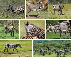 Non-Marketing Photo Collage Green Animal