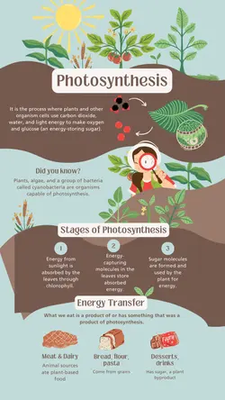 Non-marketing Infographics Photosynthesis