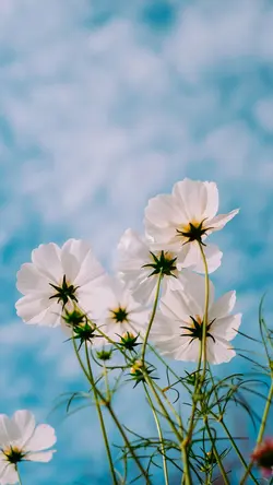 Tapete Kreatives Poster Blume