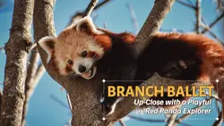 Youtube Thumbnail - Vlog Branch Ballet Up-Close with a Playful Red Panda Explorer