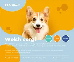 Pets Pet display show Minimalist layout