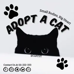 Adopt A Cat Poster