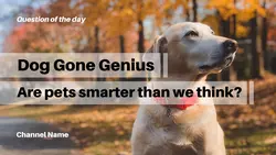 QOTD Pets YouTube Thumbnail - Reaction