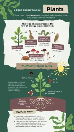Non-marketing Infographics Plant Food Chain