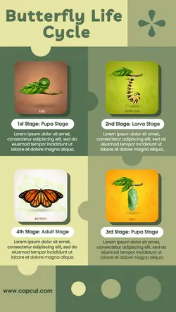 Butterfly Life Cycle Infographic