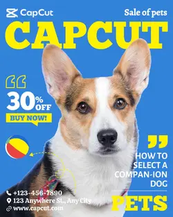 Pet photography dog promotion Description business