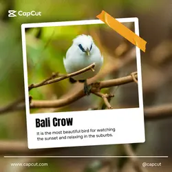 Documentary Bird Polaroid Instagram Post