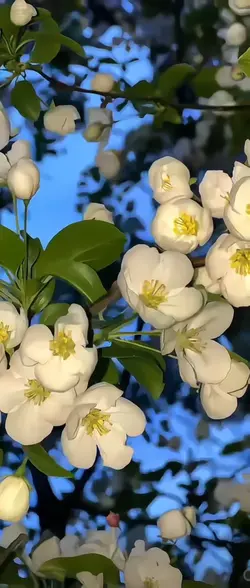 3d livewallpaper