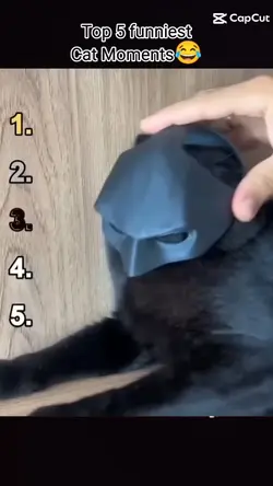 Top 5 cat moments 