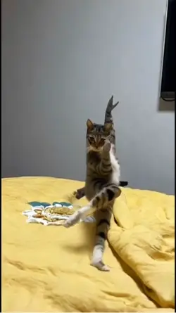 Ai cat dance