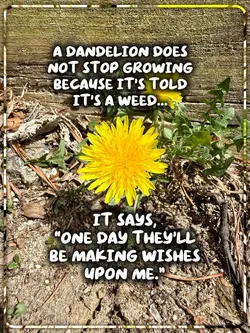 Dandelion 