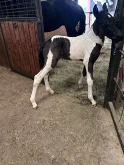 Horses
