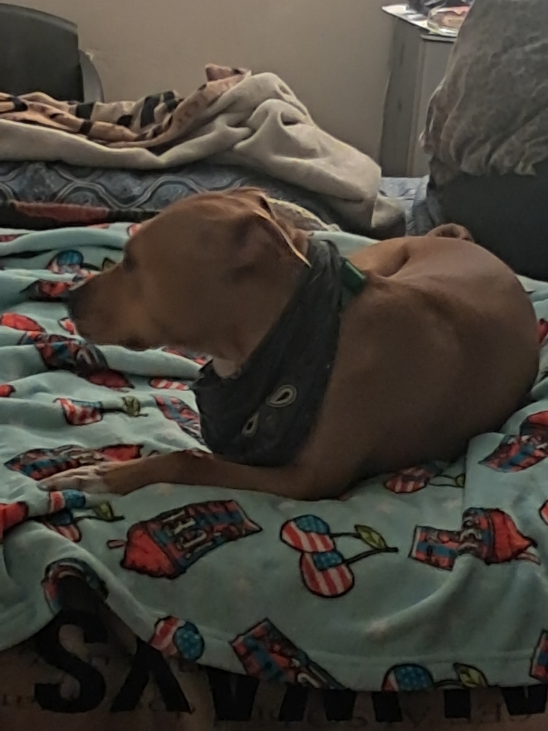 El amor de los perros