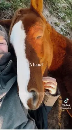 Horse edit