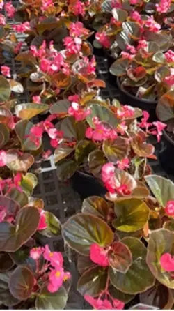 Joy In The Garde