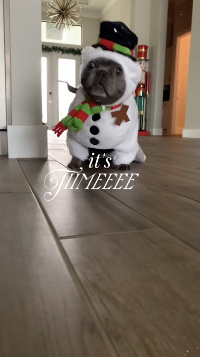 Animal de estimação de natal