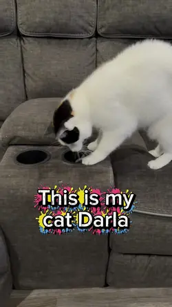 More cat shorts