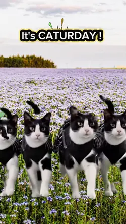 March into Caturday