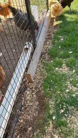 Egg Check