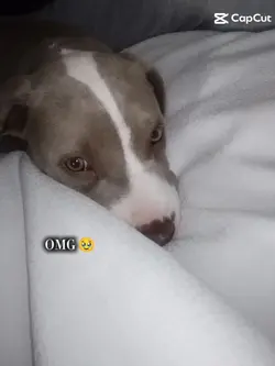 Baby puppy 
